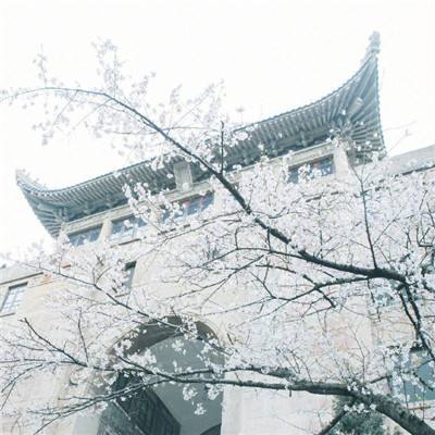《雪豹》：超越困境的凝视 ｜ 北京告别场放映 | 凹凸镜